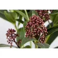 Skimmia Japonica Rubella - Japanische Skimmie Rot 30–40 cm - Immergrüner Zierstrauch mit intensiven roten Knospen und duftenden Blüten. Ideal für halbschattige bis schattige Lagen, pflegeleicht und winterhart. Perfekt für kleine Gärten und Kübelpflanzungen.