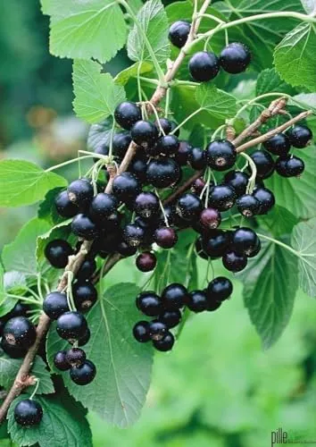 Schwarze Johannisbeere Titania 40-60 cm Busch aromatisch süß saure Früchte