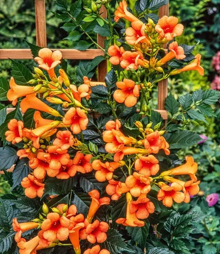 BALDUR-Garten Amerikanische Klettertrompete Campsis