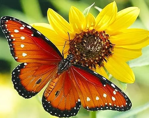 Pracht Creatives Hobby Diamond Painting Set, Bild mit Motiv Schmetterling und Zubehör, Größe ca. 35 x 25 cm, Bastelset zum Malen mit Glitzersteinchen für Kinder ab 5 Jahren