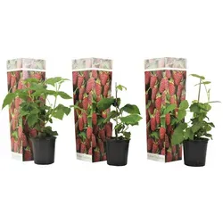 Plant in a Box Brombeere & Himbeere - Rubus 'Tayberry' - 3er Set Höhe 25-40cm
