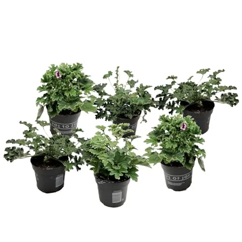 Pelargonium 'Orange Fizz', 'Pink Capitatum', 'Lizzy'
