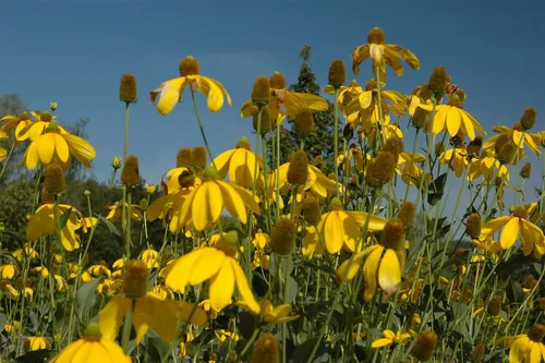 Pflanzen für Dich Staude Rudbeckia nitida Herbstsonne, 1 St., Schein-Sonnenhut, Sonnenhut