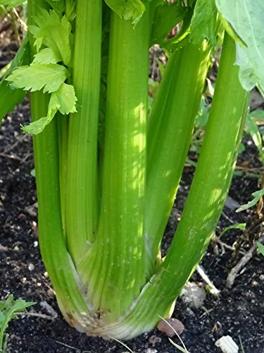 Stangensellerie 'Green Utah' (Apium graveolens) 400 Samen Staudensellerie Bleichsellerie