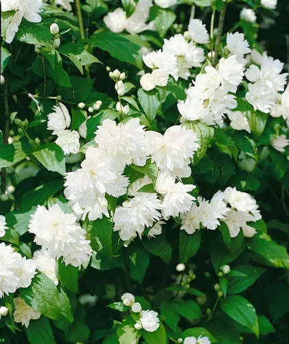 Philadelphus 'Schneesturm' – Duftjasmin für Garten & Sichtschutz, 100-125 cm - Winterharter, pflegeleichter Duftjasmin mit üppigen, stark duftenden Blüten. Ideal für Hecken, Beete und große Kübel. Bienenfreundlich und schnellwachsend, bereichert jeden Garten mit dekorativem Grün.