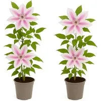 Exotenherz Clematis Nelly Moser 2er Set im 11cm Topf - Elegante Kletterpflanze mit zartrosa Blüten und dunkelrosafarbenem Mittelstreifen. Ideal für Spaliere und Zäune, pflegeleicht und robust mit langer Blütezeit.