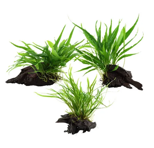 Aquaone Wasserpflanze Set auf Wurzel - Tropica Nr.008 Mix - Wasserpflanzen Set mit 3 Varianten des Microsorum pteropus, ideal für ein gesundes und schönes Aquarium.