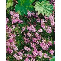 Veronica Prostrata Rosea Ehrenpreis Rosa Blüten Ca. 9x9 cm Topf