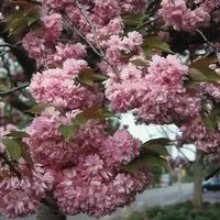 Produktbild Japanische Nelkenkirsche Kanzan 100-125cm - Prunus serrulata