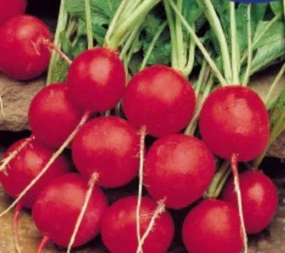 Stk - 40x Radieschen Saxa2 - Samen Rettich Gemüse Salat Garten Kräuter KS396 - Seeds & Plants Shop by Ipsa