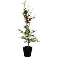 Fagus sylvatica 80-100 cm