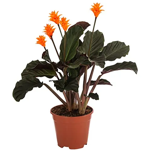 Dehner Korbmarante, Calathea crocata - Zimmerpflanze - Schöne Zimmerpflanze mit dunkelgrünen Blättern, ideal für Badezimmer mit hoher Luftfeuchtigkeit. Erreicht eine Höhe von bis zu 60 cm.