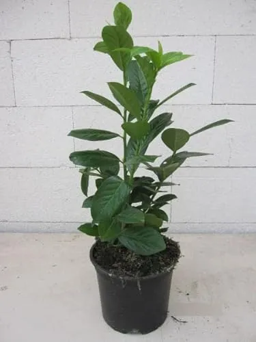 Prunus laurocerasus Novita