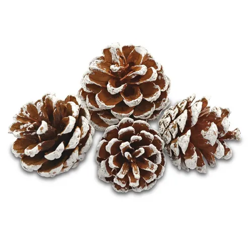 EDZARD Dekoobjekt Kiefernzapfen, Kiefernzapfen in weiß, 50-90 mm, 600 ml