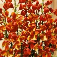 Pflanzen für Dich Gehölze Cytisus scoparius 'Lena' - Bienenfreundlicher Besenginster - Ziergehölze, pflegeleichter Besenginster mit leuchtend gelben Blüten, ideal für naturnahe Gärten und zieht zahlreiche Bestäuber an.