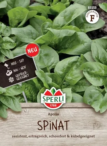 Sperli Spinatsamen Apollo F1 von SPERLI