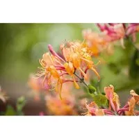 Lonicera henryi