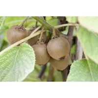 Pflanzen für Dich Kiwi Boskoop, Obstpflanze Actinidia chinensis - Obstpflanze mit vitaminreichen, gelbfruchtigen Kiwis, ideal für Spaliere und als Schmetterlingsmagnet in naturnahen Gärten.