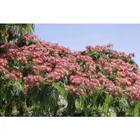 Produktbild Albizia julibrissin 'Ombrella', Seidenbaum 40–60 cm
