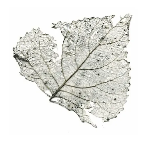 Telescopes Hungry Audio Tapes (Vinyl)