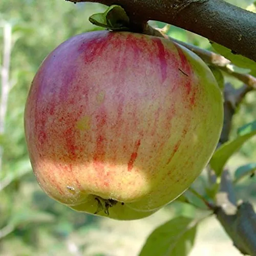Apfelbaum `Gravensteiner´