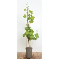 Pflanzen für Dich Obstpflanze Vitis vinifera Isabella - Obstpflanzen mit frostharter Isabella-Traube, aromatisch und reichtragend, ideal für den Naschgarten und als dekorative Kletterpflanze.
