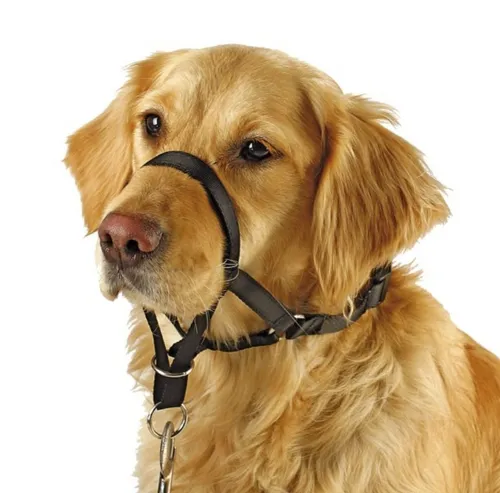 Kerbl Hunde-Erziehungsgeschirr Maxi Coach 38 cm - Praktisches Trainingsgeschirr für Hunde mit 38 cm Schnauzenumfang, ideal zur Unterstützung beim Führen und Erziehen. Optimal in Kombination mit Halsband und Leine.