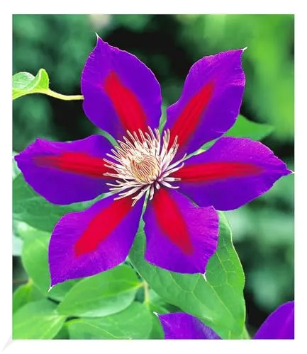 BALDUR Garten Waldrebe Clematis 'Etoile de Malicorne' - Winterharte Kletterpflanze im 9x9 cm-Topf, ideal für Sonne bis Halbschatten. Bietet üppige Blüten von Mai bis September und ist pflegeleicht. Perfekt für bienen- und schmetterlingsfreundliche Gärten.