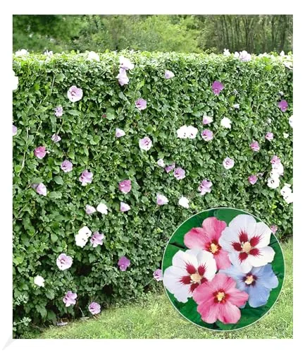BALDUR Garten Winterharte Hibiskus-Hecke, 10 Pflanzen