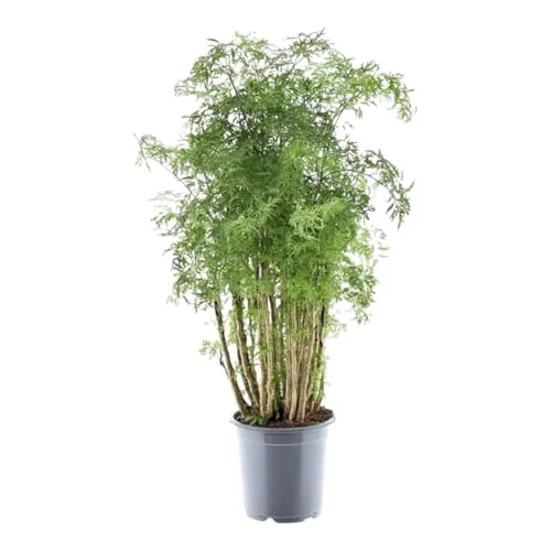 Exotenherz Polyscias hawaiiana