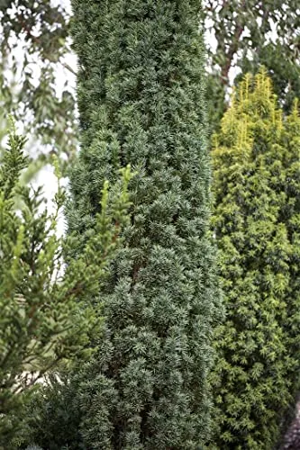Taxus baccata 'Fastigiata Robusta' 30–40 cm – Winterhart, Immergrün, Pflegeleicht – Säulen-Eibe – Heckenpflanze für Garten & Sichtschutz