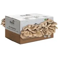 Hawlik Pilzbrut in beige von Hawlik Pilzbrut