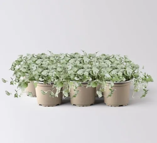 Produktbild Silberregen, silbergrau, Topf-Ø 12 cm, 6 Pflanzen