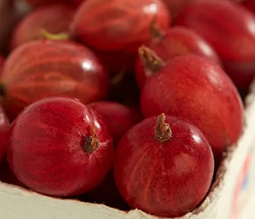 Dehner Stachelbeere Spinefree, Busch mit roten Früchten, ca. 70-80 cm, 3 l Topf, Beerenobst