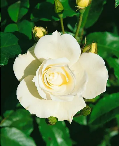 Pflanzen für Dich Rose Rosa Schneewittchen - Elegante Beetrose mit reinweißen Blüten und frischem Duft, ideal für Gruppenpflanzungen oder als Solitär. Langanhaltende Blüte von Juni bis Herbst, pflegeleicht und perfekt für Garten und Balkon.