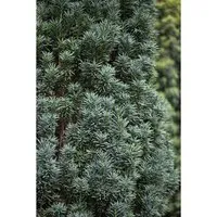 Taxus baccata 'Pirat' 100-120 cm - Immergrüner Zierstrauch - Die Europäische Eibe 'Pirat' ist ein kompakter, immergrüner Zierstrauch, ideal für formale Hecken und Solitärpflanzungen. Sie überzeugt durch ihre hohe Schnittverträglichkeit und schattenverträglichen Eigenschaften.