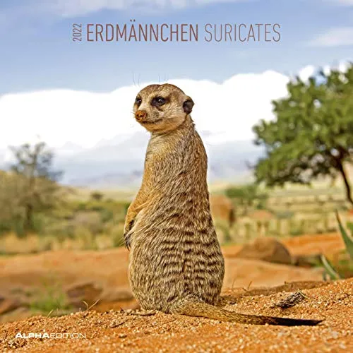 Erdmännchen 2022 - Broschürenkalender 30x30 cm (30x60 geöffnet) - Kalender mit Platz für Notizen - Suricates - Bildkalender - Wandkalender: Meerkats