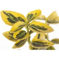 Euonymus Fortunei Emeraldn Gold Spindelstrauch Ca. 9x9 cm Topf