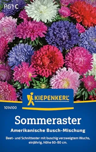 Kiepenkerl Sommerastersamen Amerikanische Busch-Mischung 1014100 – Einjähriger Beet- und Schnittaster mit einer Höhe von 60 bis 80 cm und Inhalt für 70 Pflanzen - Saatgut