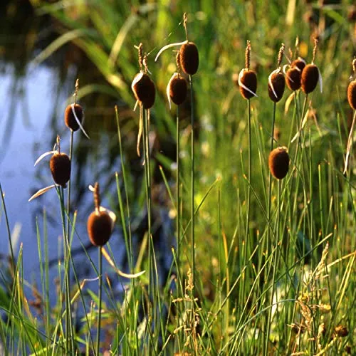 Pflanzen Braun von Blumixx