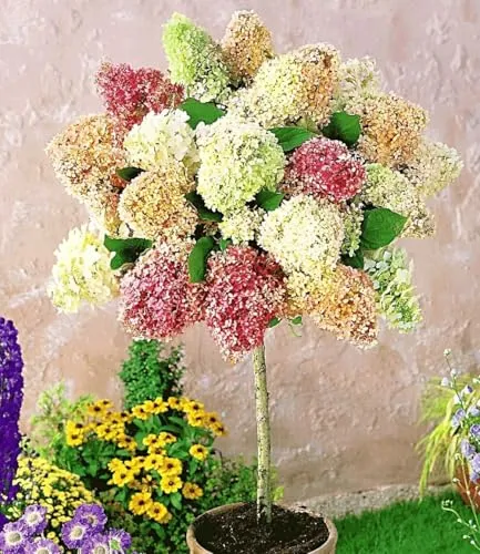 BALDUR Garten Hortensien-Stämmchen 'Grandiflora' - Winterhartes Zierstämmchen im 3-Liter Topf, ca. 70-80 cm hoch. Pflegeleicht und blühend von Juni bis September, ideal für sonnige bis halbschattige Standorte.