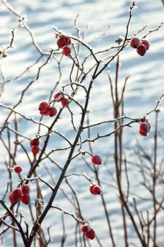 Rosa canina 40–60 cm – Winterhart & Mehrjährig & Pflegeleicht – Hundsrose – Heckenpflanze für Garten & Sichtschutz