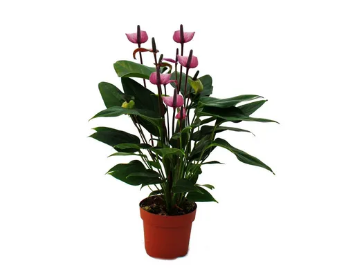 Exotenherz Zimmerpflanze Flamingoblume 