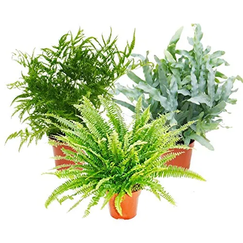 Exotenherz Zimmerpflanze Farn-Mix 3er Set, 17cm Topf - Zimmerpflanzen: Set aus 3 besonderen Farnarten, ideal für halbschattige bis dunkle Räume mit hoher Luftfeuchtigkeit, pflegeleicht und stilvoll.