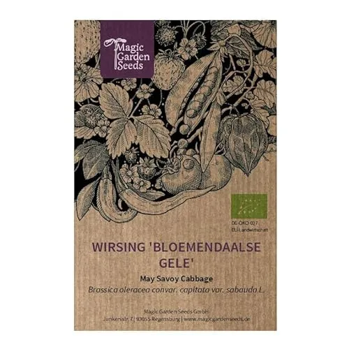 Wirsing/Butterkohl 'Bloemendaalse Gele' (Brassica oleracea convar. capitata var. sabauda L.) ca. 100 Bio-Samen historische Gemüsesorte