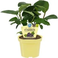 Bio Aronia Vitaminbeere EH002412-001-12X20