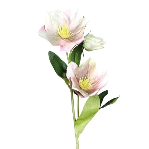 Seidenblumen Roß Christrosenzweig 35cm DP Kunstblumen künstliche Christrose Helleborus Schneerose Blumen Pflanzen (Rosa-Grün)