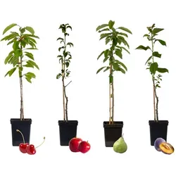 Plant in a Box - Obstbaum 4er Set: Kirsch-, Birnen-, Apfel-, Pflaumenbaum - Obstsamen & -pflanzen für den eigenen Garten/Balkon. Früchte bereits im ersten Jahr und prachtvolle Blüten im Frühling. Lieferung in stabilen Töpfen mit 60-70 cm Höhe.