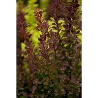 Berberis Thunbergii Red Rocket Blutberberitze Rot 30–40 cm