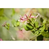 Pflanzen für Dich Kletterpflanze Lonicera heckrottii 'Goldflame' - Kletterpflanze, bienenfreundlich und pflegeleicht, mit leuchtenden rosa-orange Blüten, ideal für romantische Gartenakzente und als Schmetterlingsmagnet.